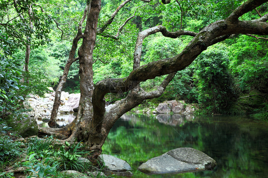 林里有水和树丛林瀑布天堂石头热带叶子阳光野生动物旅行风景图片