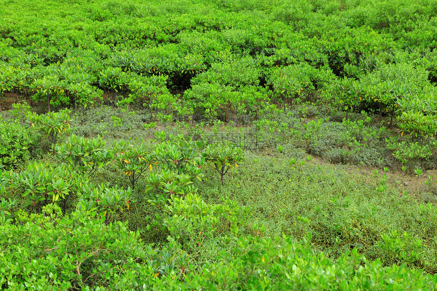 红树林森林红树叶子衬套沼泽植物河口树木根茎热带图片