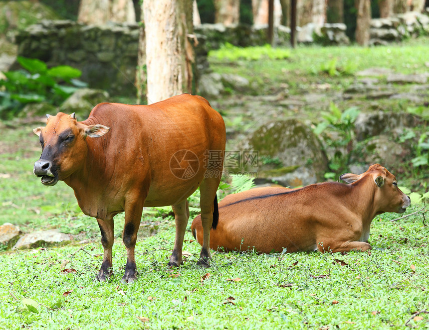 奶牛环境牛奶村庄家畜哺乳动物配种农场牧草草原畜牧业图片