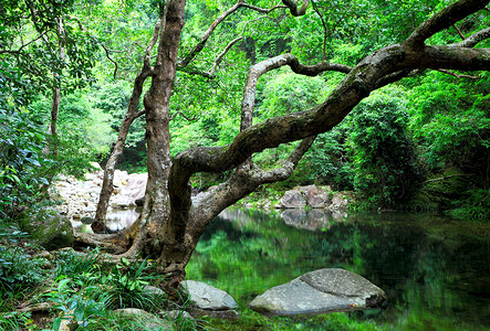 丛林中的树木和林里的水流动墙纸旅行野生动物溪流风景阳光公园石头瀑布背景图片