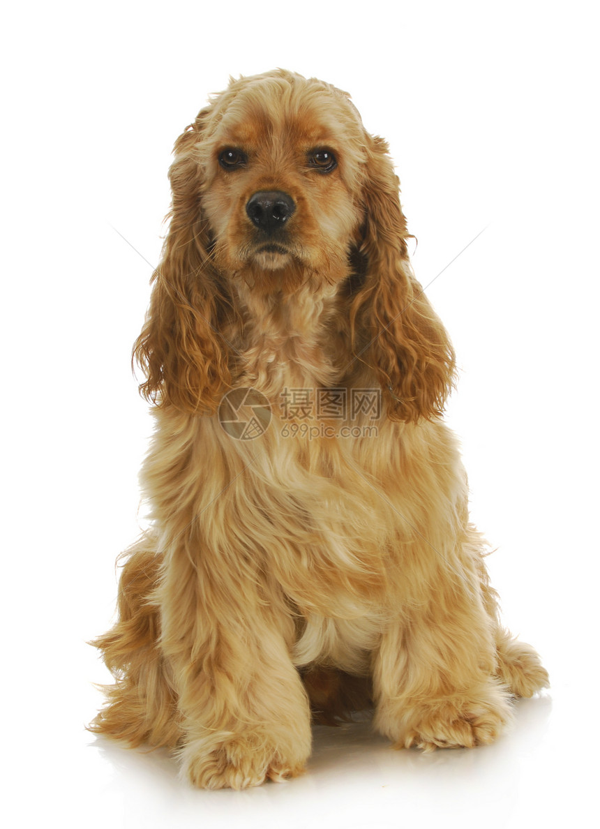 可卡犬脊椎动物动物浅黄色哺乳动物白色生物家畜犬类主题宠物图片