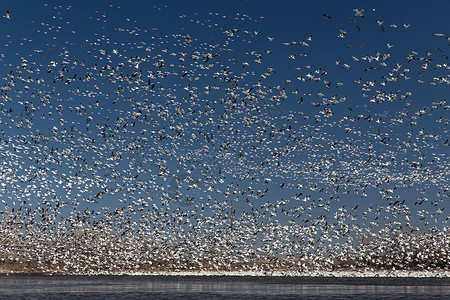 移动雪地鹅鸟类飞行航班植绒蓝色蓝鹅蓝天迁移动物群天空背景图片
