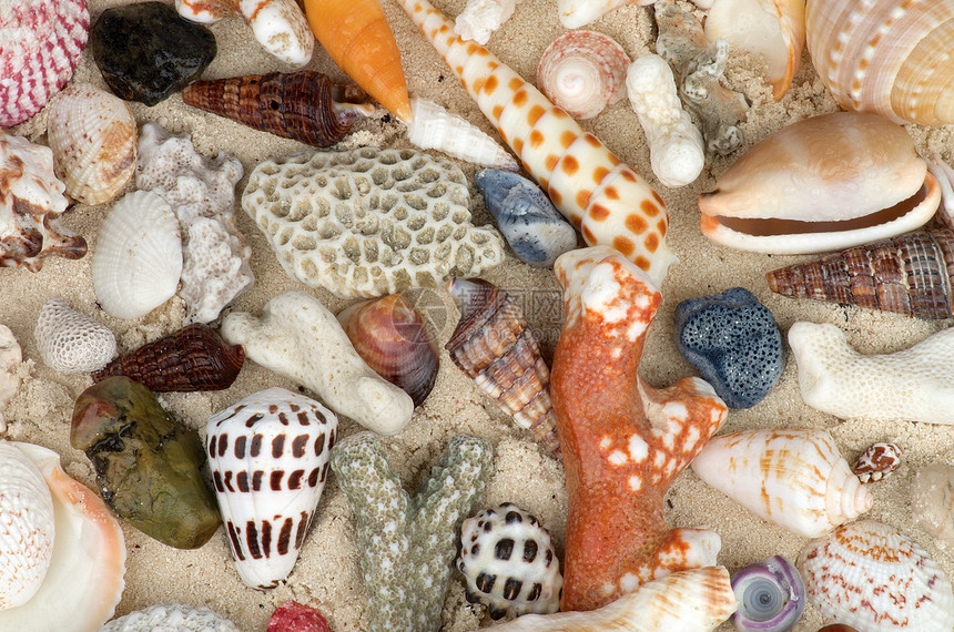 海洋壳背景白色海岸线纹理海星珊瑚效果沙币热带灰色海岸图片