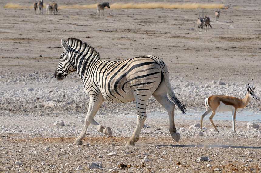 Zebra 跑步 Etosha 纳米比亚图片