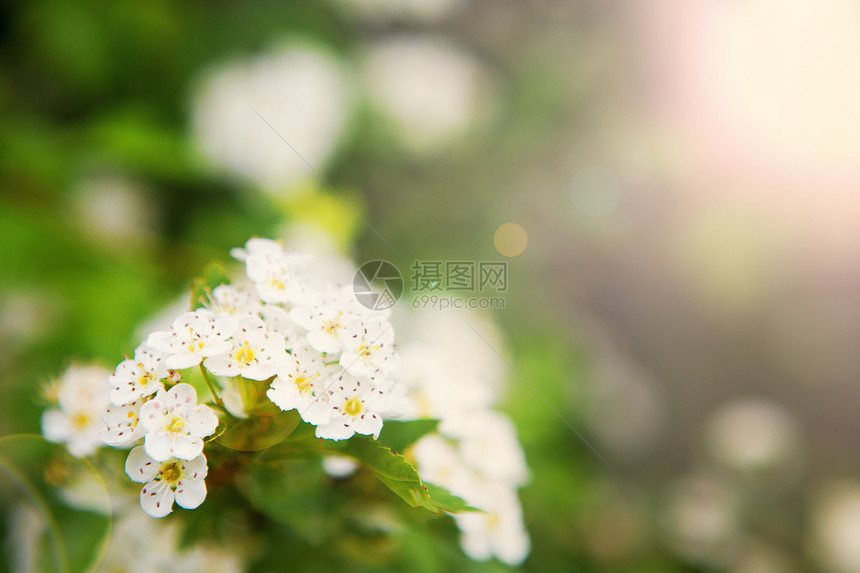 有白花和阳光的树叶图片