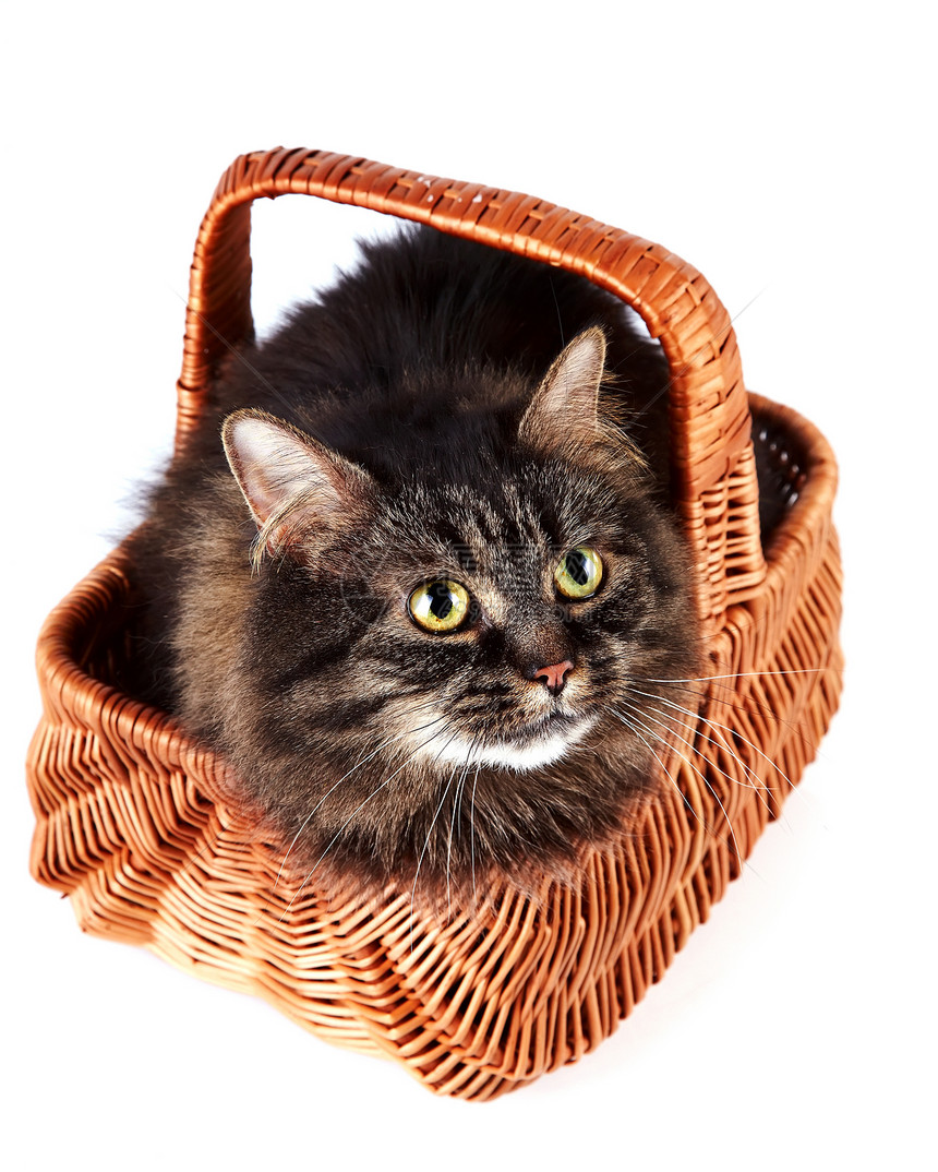 一只小毛猫在一篮子里友谊血统柳条毛皮猫科动物小猫爪子猫咪哺乳动物宠物图片