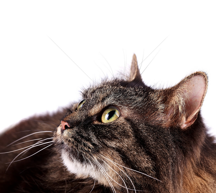 一只说谎的毛绒猫的肖像 一只猫的眼睛图片