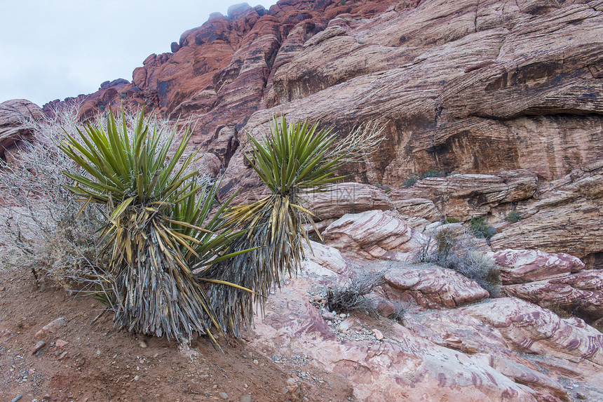 内华达州红岩峡谷天空沙漠公园岩石植物戏剧性风景旅行全景编队图片