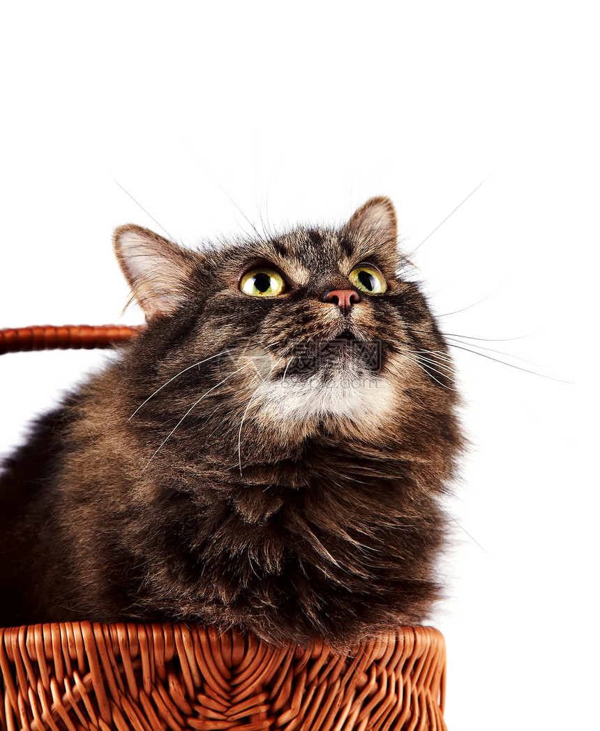 篮子里一条条纹毛猫的肖像宠物小猫好奇心胡须猫咪哺乳动物毛皮爪子动物脊椎动物图片