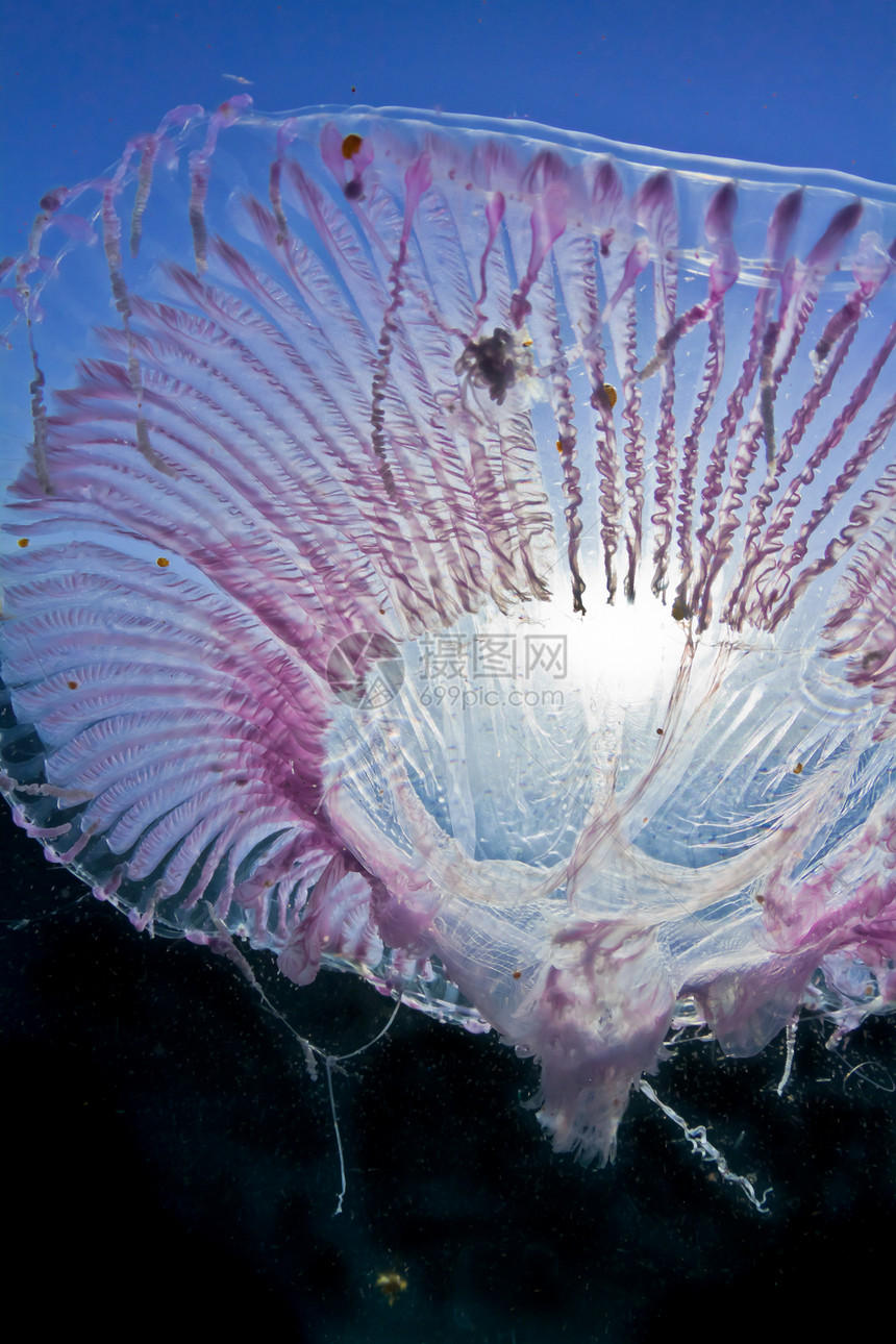 紫果冻鱼纵梁海洋生物太阳海洋海蜇蓝色动物热带荒野潜水图片