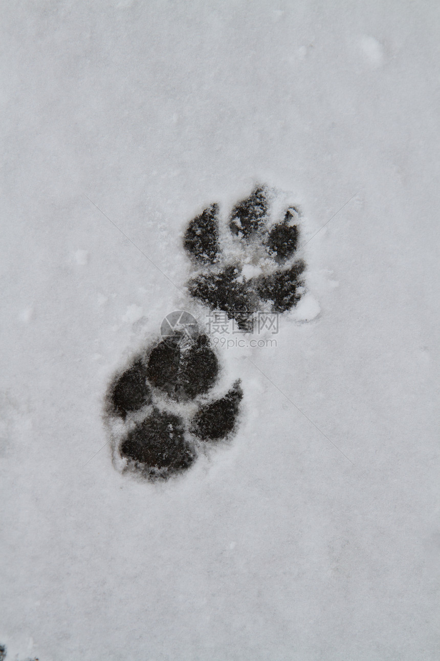 雪中脚印动物打印曲目图片