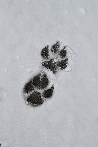 雪中脚印动物打印曲目背景图片