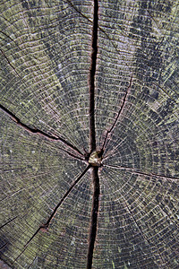 木质树枝纹理背景图片