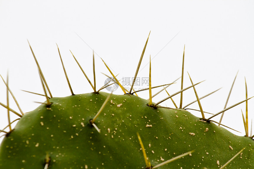 Cactus 仙人掌钉刺利尖刺沙漠肉质植物群植物花园图片