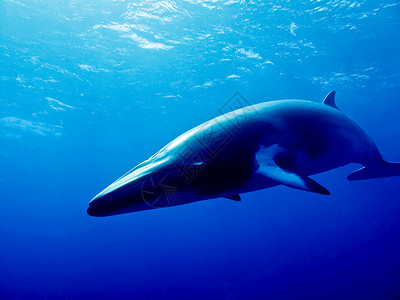 明克鲸智利矮海豚高清图片