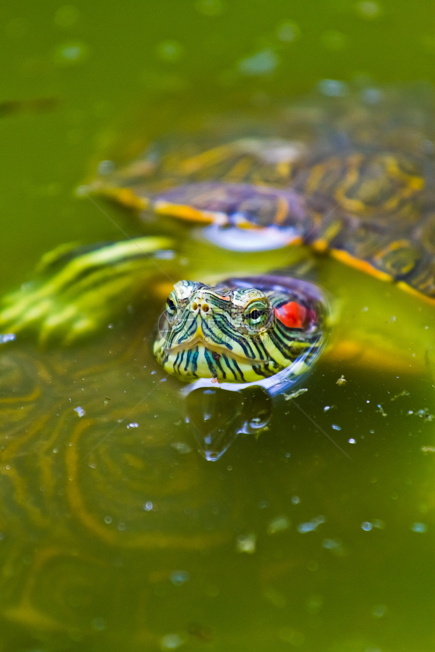 墨西哥红耳海龟图片