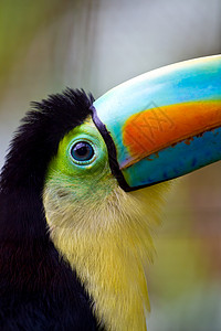 Toucan 眼睛背景图片