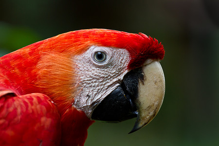 斯嘉丽马考异国鸟舍野生动物动物宠物栖息雨林荒野鸟类翅膀背景图片
