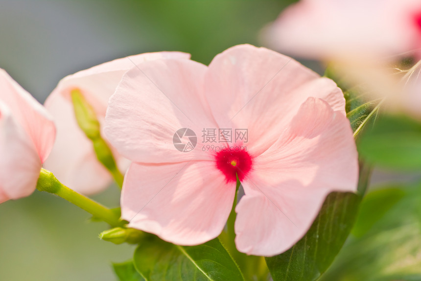 双圆花花草本植物药品植物紫色植物群花园叶子晴天平衡蓝色图片