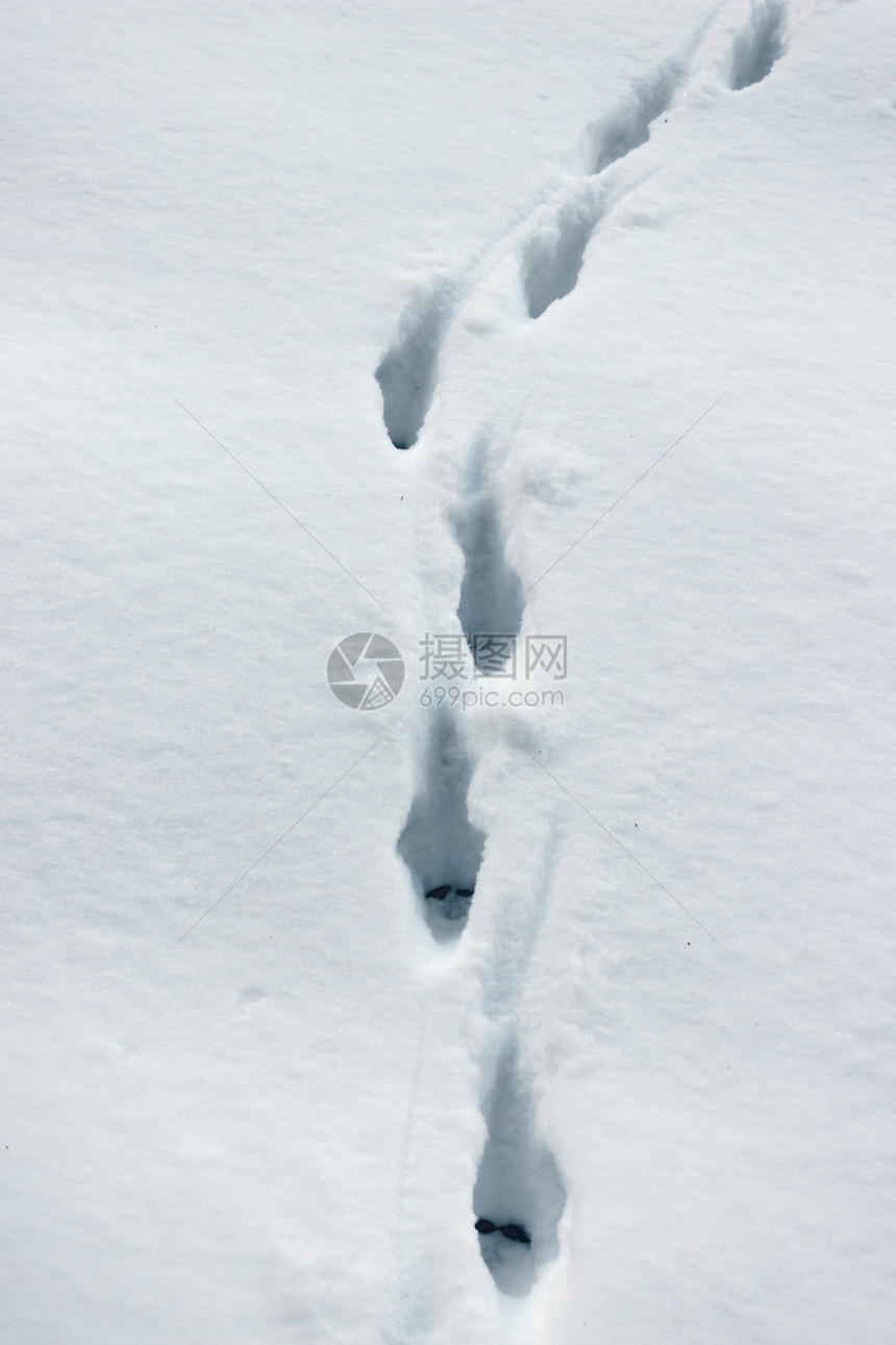 雪地表面狐狸的踪迹图片