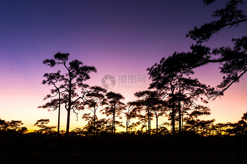 日落和松树太阳公园插图岩石海滩卡片树叶植物反射木头图片