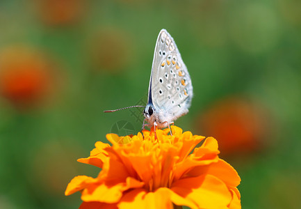 灰蝶科普通蓝蝴蝶花园草地绿色动物群昆虫蓝色动物橙子翅膀生活背景
