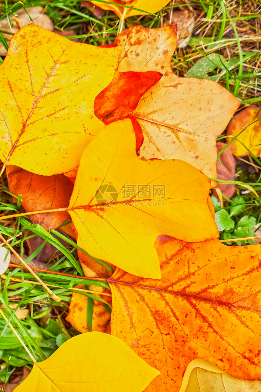 秋秋叶背景植物植物学活力公园橙子黄色植物群红色季节性宏观图片