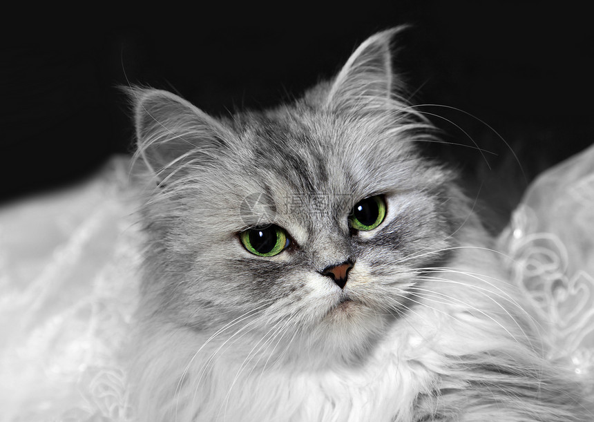 灰猫的肖像虎斑警报朋友工作室小猫休息室猫科动物眼睛胡须宠物图片