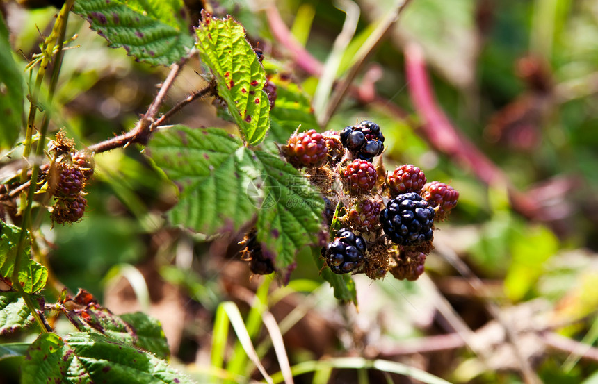 森林莓食物水果浆果荆棘黑色叶子木头荒野季节绿色图片