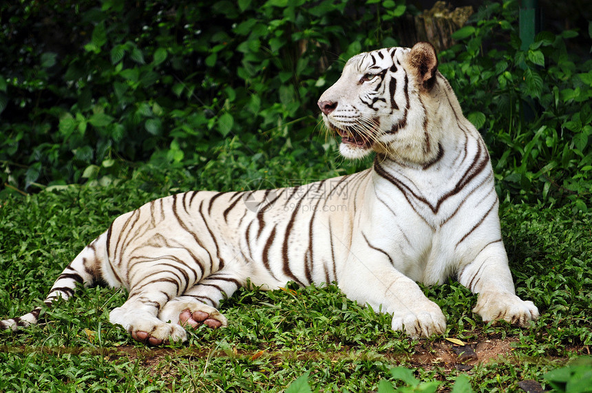 白孟加拉虎毛皮生活哺乳动物脸颊食肉猫科濒危老虎动物园眼睛图片