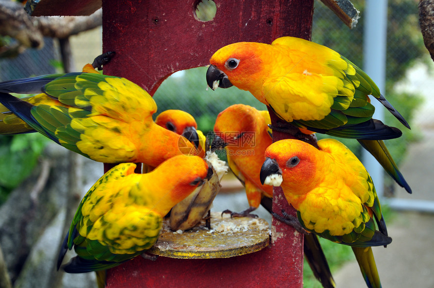 太阳时期热带鸟类天空夫妻鹦鹉金子宠物波峰野生动物荒野图片