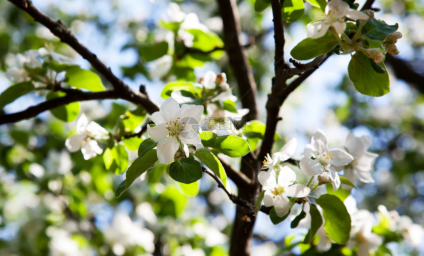 苹果树花植物叶子季节白色植物群天空生长花瓣枝条绿色图片