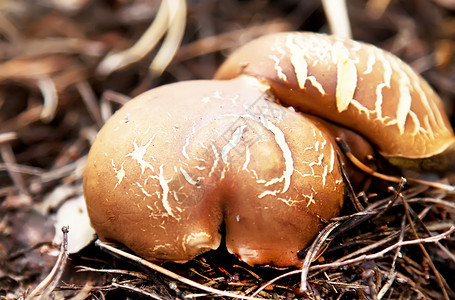 森林中的阿米利亚棕色蘑菇阴影高清图片素材