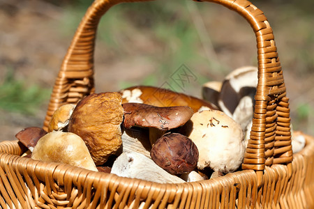 带秋蘑菇的篮子高清图片