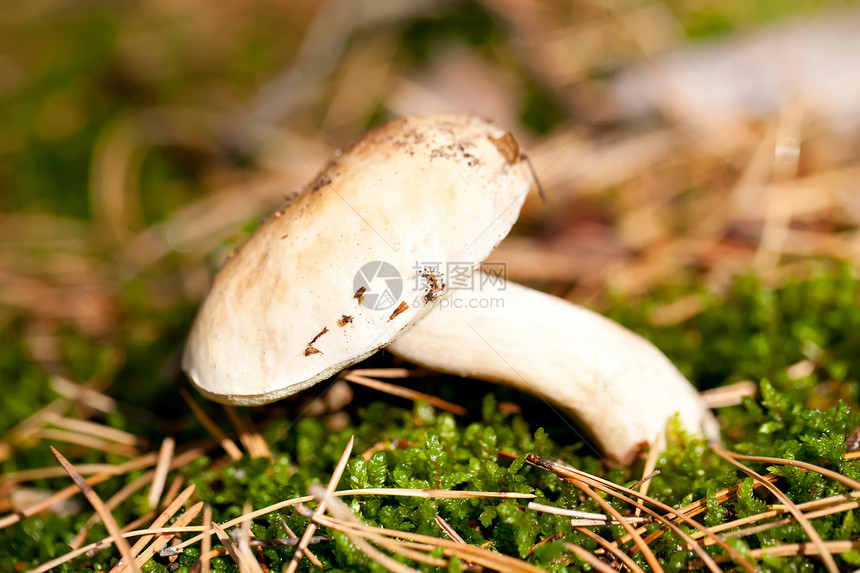 绿苔草中的可食用秋季蘑菇图片