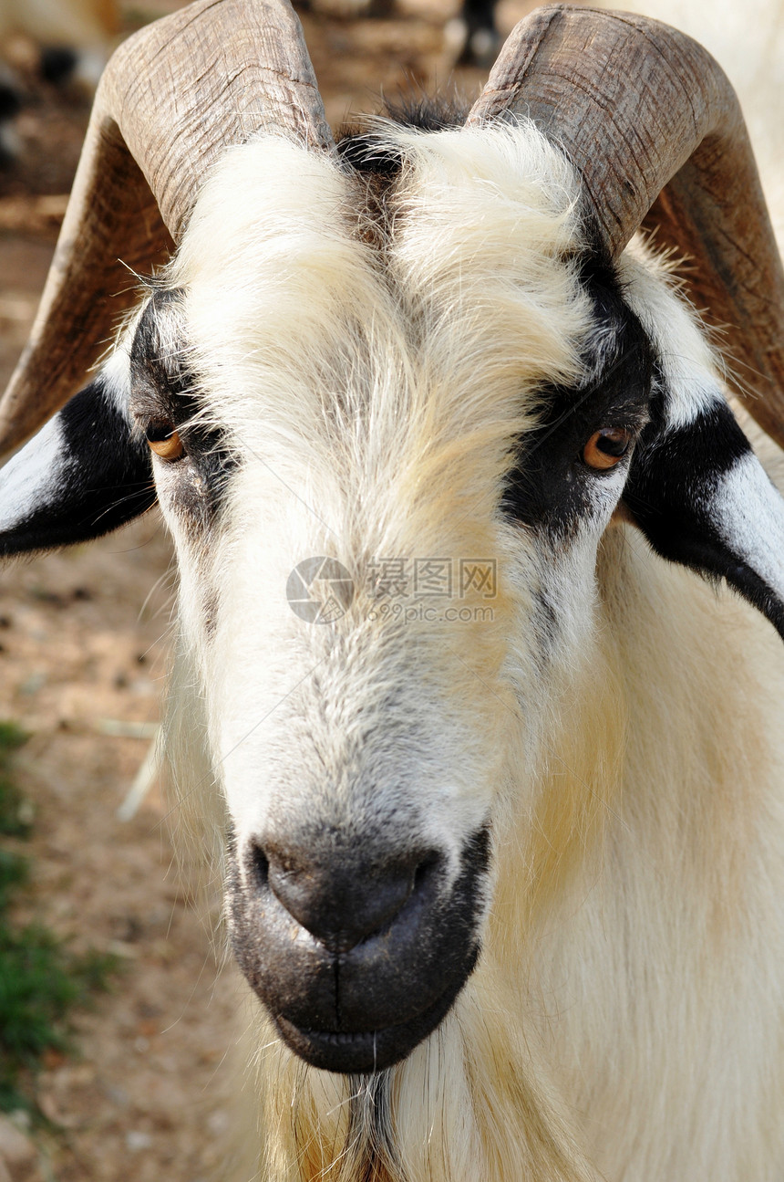 山羊动物头发耳朵毛皮胡须谷仓家畜牧场女孩哺乳动物图片