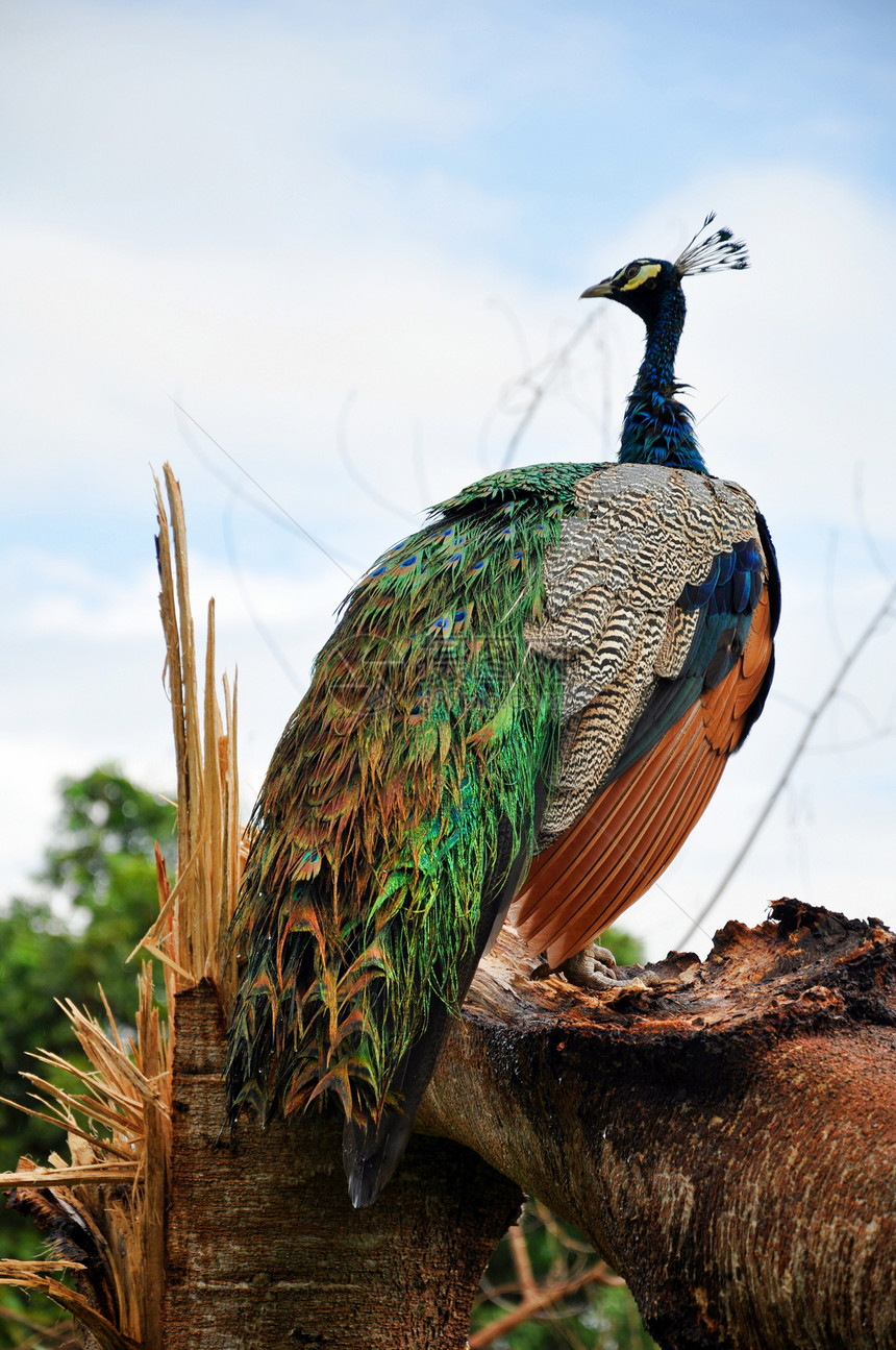 梨鸡蓝色动物园绿色眼睛男性荒野野生动物羽毛孔雀尾巴图片