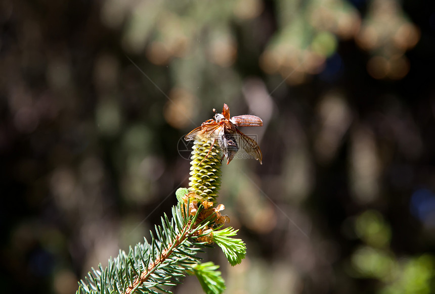 准备飞翔松树害虫生活季节甲虫松果臭虫云杉翅膀植物图片