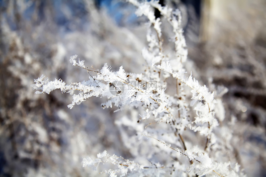 雪花中的冰冻树枝图片