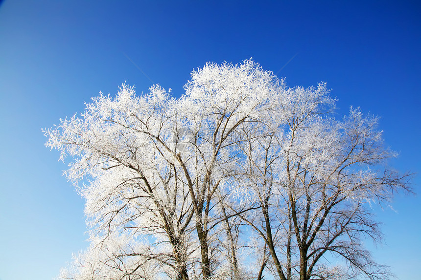 满是雪的冬树图片