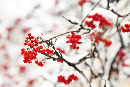 雪莓娘冬天的Ashberry 在冷冻的近视下背景