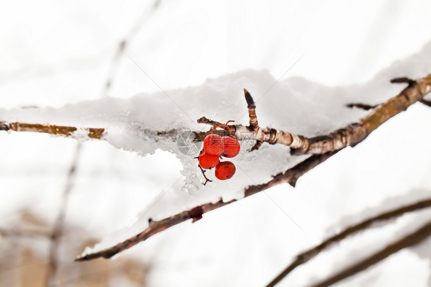 雪下树上的红莓图片