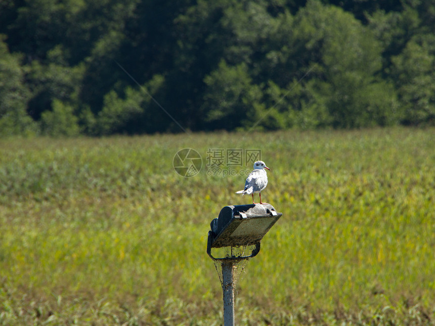 坐在灯上翅膀自由水禽假期水鸟海鸥羽毛娱乐路线旅行图片