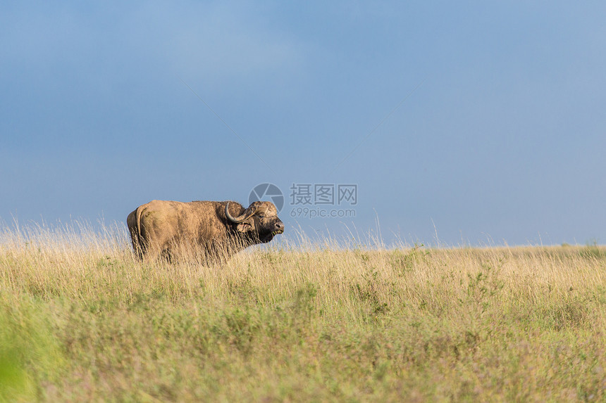 野外水牛哺乳动物生态旅游旅行大草原野生动物旅游国家动物濒危荒野图片