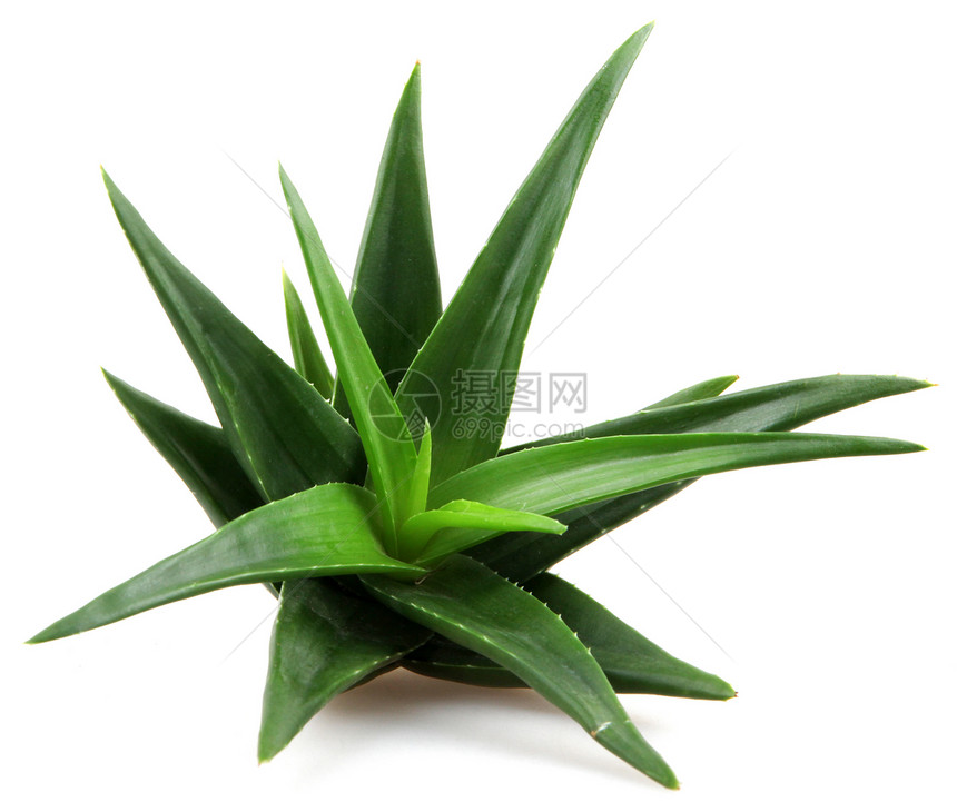 白上隔离的 Aloe vera 植物护理芦荟花草本植物叶子宏观生长皮肤果汁治愈化妆品图片