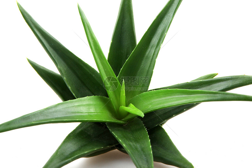 白上隔离的 Aloe vera 植物化妆品药品护理宏观芦荟花草本植物治愈沙漠皮肤果汁图片