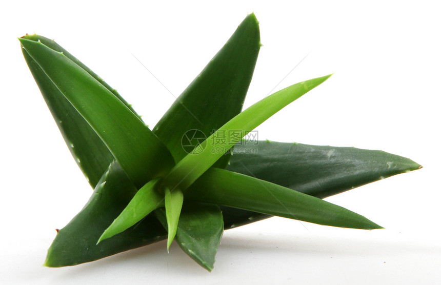 白上隔离的 Aloe vera 植物芦荟花沙漠草本植物宏观植物学药品皮肤生长愈合叶子图片