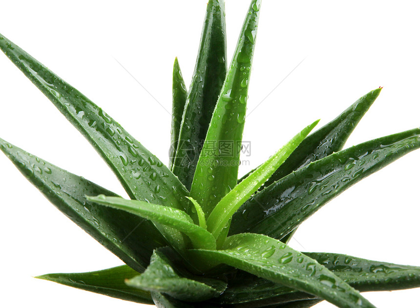 白上隔离的 Aloe vera 植物药品植物学果汁沙漠护理叶子草本植物生长皮肤芦荟花图片