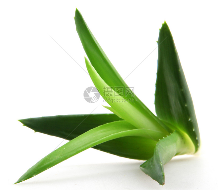 白上隔离的 Aloe vera 植物草本植物叶子化妆品皮肤护理植物学芦荟花果汁药品愈合图片
