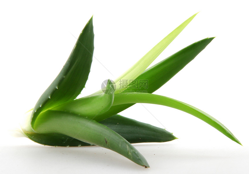 白上隔离的 Aloe vera 植物叶子生长药品植物学化妆品愈合芦荟花草本植物宏观果汁图片